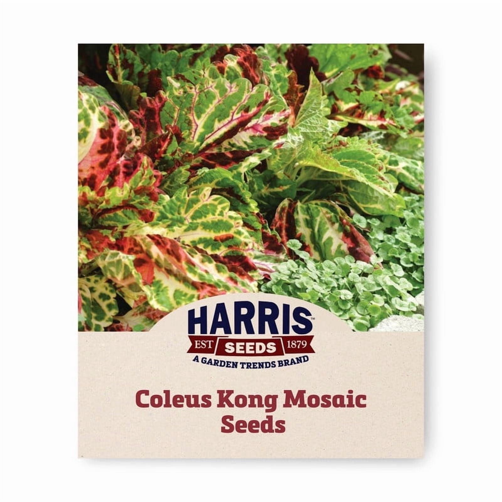 Harris Seeds Coleus Kong Seed - Thumbnail 2