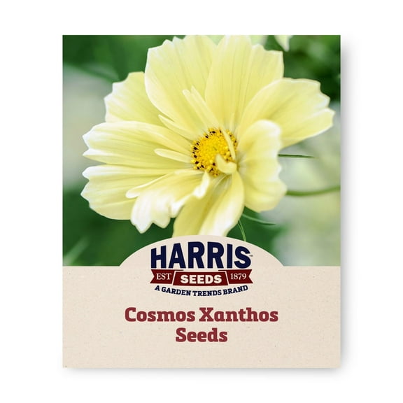 Harris Seeds - Cosmos Xanthos Seeds - Soft Yellow Blooms - Early Flowering - 50 Seeds