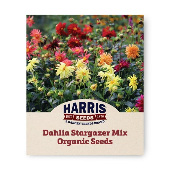 Harris Seeds - Dahlia Stargazer Mix Organic Seeds – Semi Doubled Blossoms - 50 Seeds