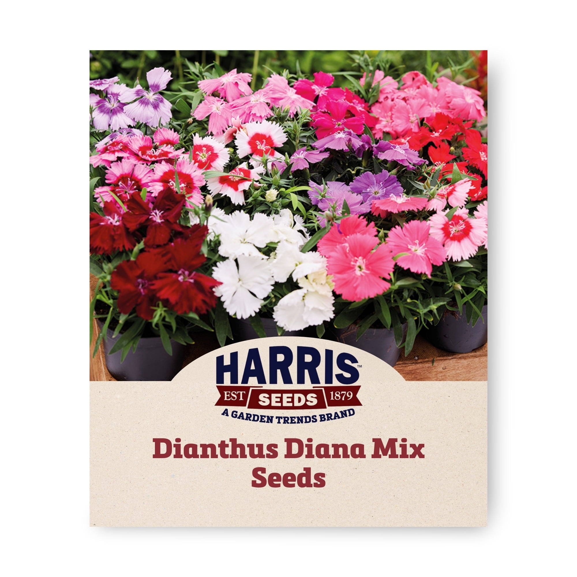 Harris Seeds Dianthus Diana Seed