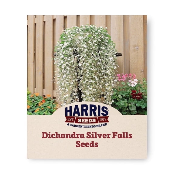 Harris Seeds Dichondra Silver Falls, Trailing Foliage Plant for Hanging Baskets and Ground Cover, 100 Count