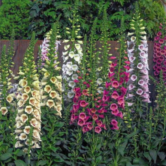 Harris Seeds - Digitalis Camelot Mix F1 Seeds - Large Tubular Flowers - 25 Seeds