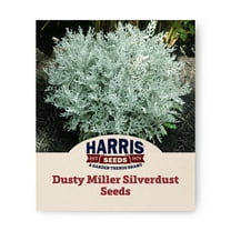 Harris Seeds - Dusty Miller Silverdust | Silvery-White Foliage Flower - 50 Seeds