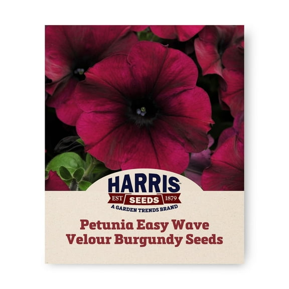Harris Seeds Easy Wave Velour F1 Petunia Flower Seeds, Deep Cabernet Color