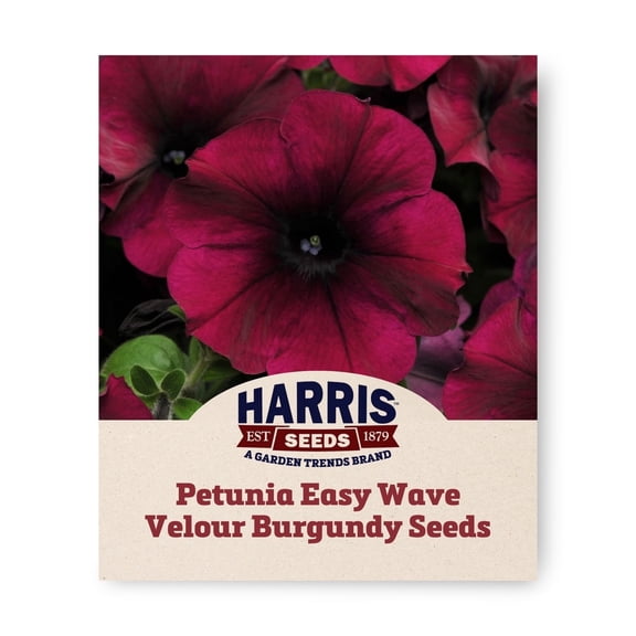 Harris Seeds Easy Wave Velour F1 Petunia Flower Seeds, Deep Cabernet Color