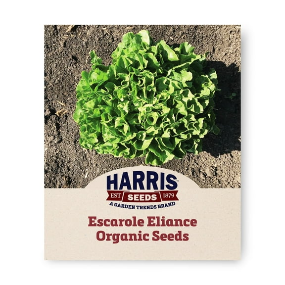 Harris Seeds - Escarole Seeds - Alliance Organic Variety - Non-GMO - 50 Seeds