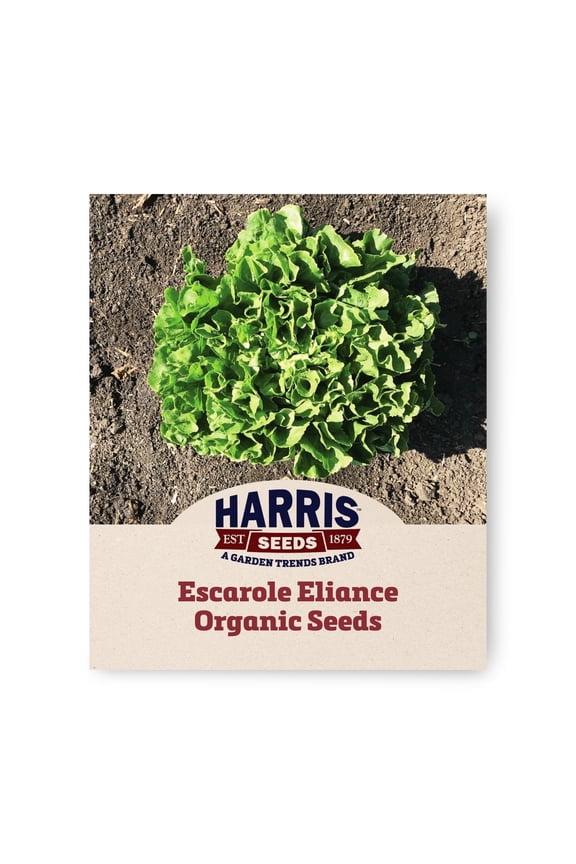 Escarole Eliance Organic Seeds, Dark Green Smooth Leaves, 50 Count