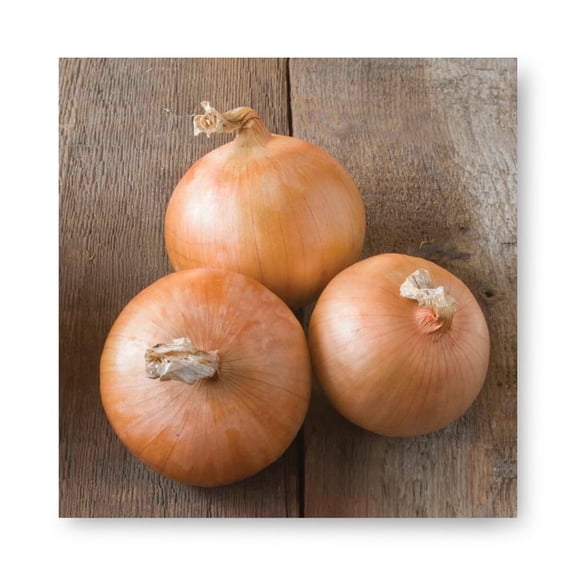 Harris Seeds Candy F1 Onion, Sweet Mild Bulb Onion for Garden Growing, 1,000 Count