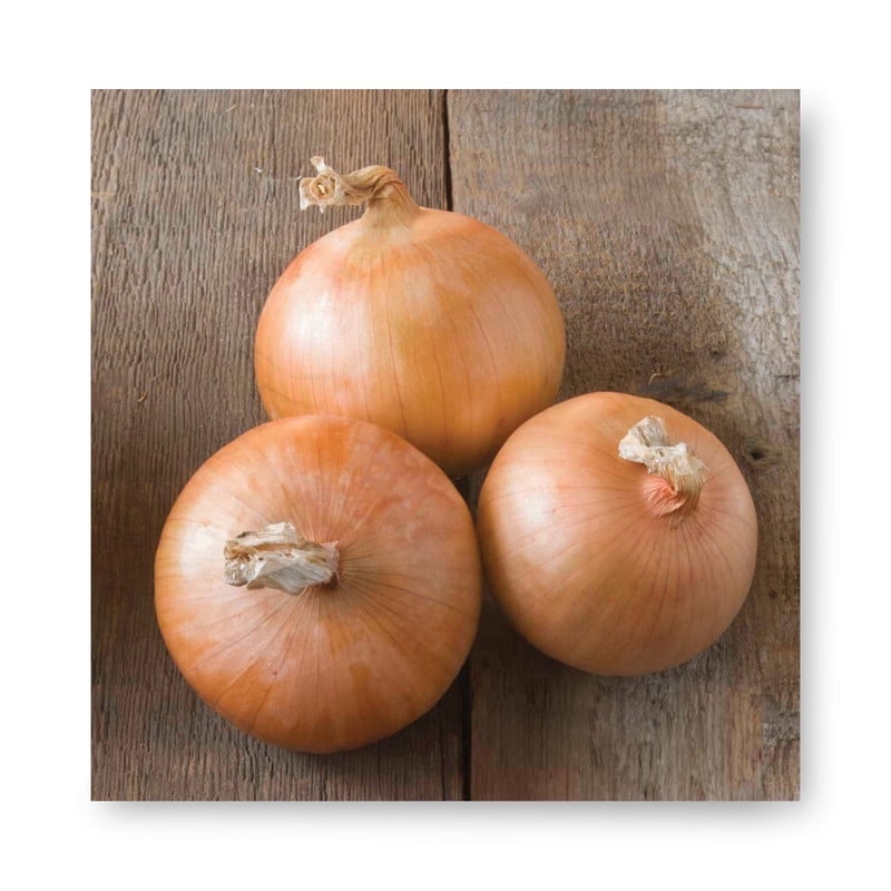 Harris Seeds Candy F1 Onion, Sweet Mild Bulb Onion for Garden Growing, Treated, 10,000 Count