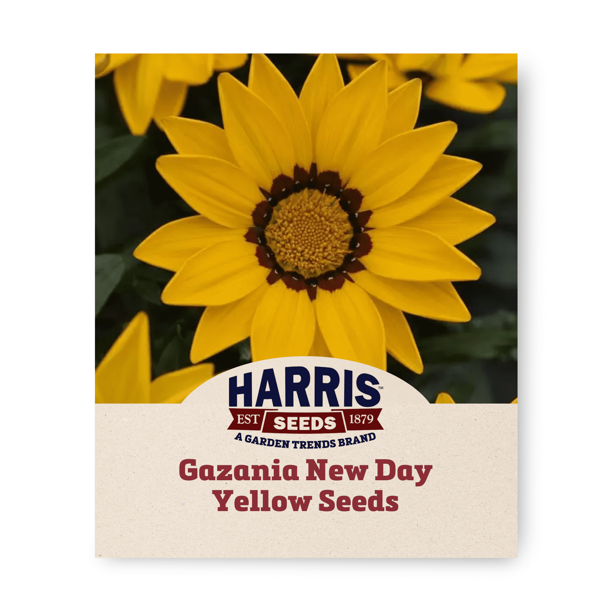 Harris Seeds - F1 Gazania New Day Seeds, Bright Yellow Non-GMO