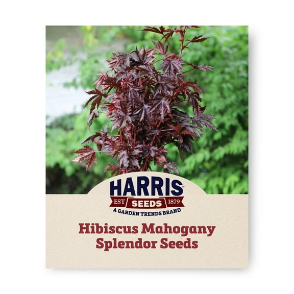 Harris Seeds - Hibiscus Seeds - Mahogany Splendor Variety - Deep Burgundy - 25 Seeds
