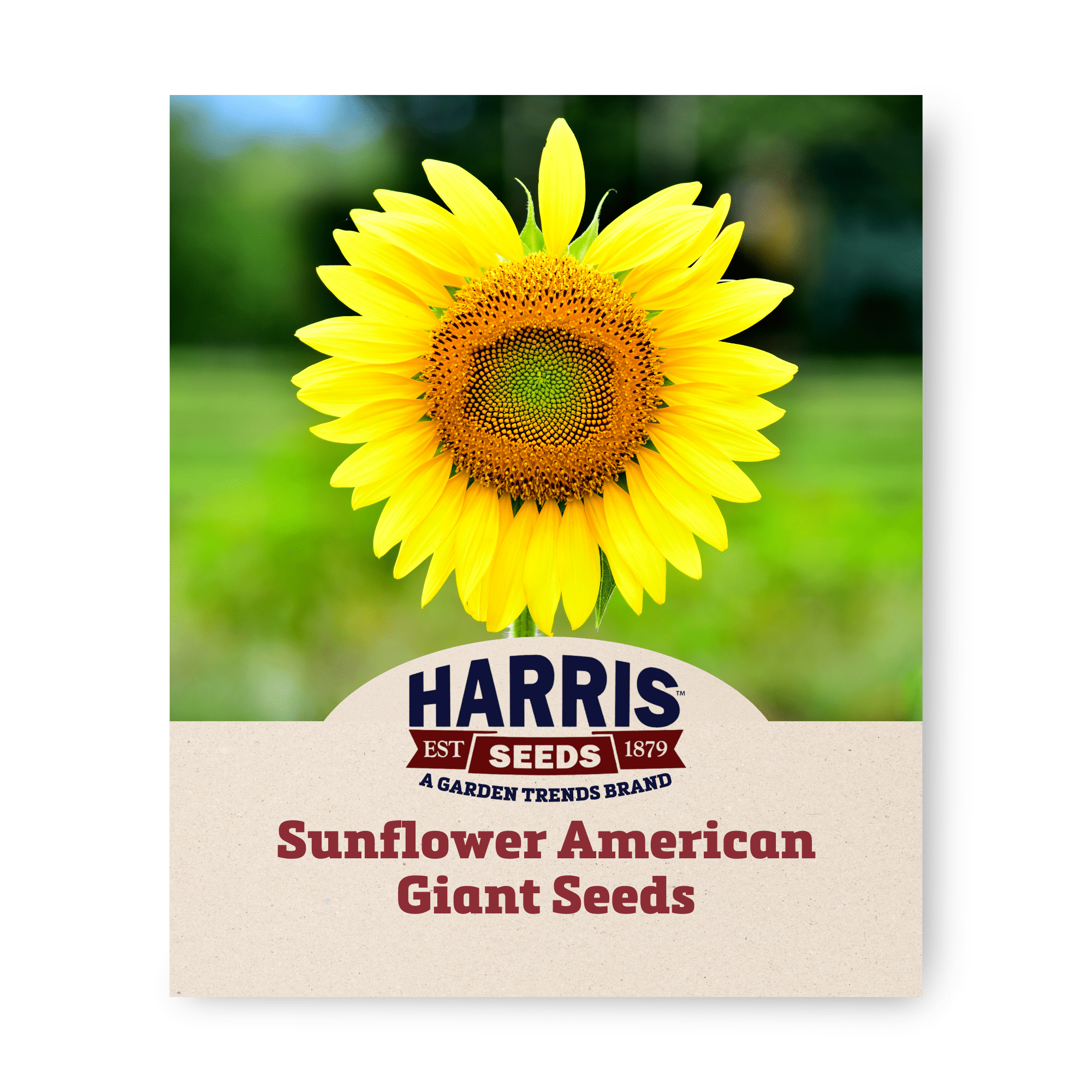 Harris Seeds Hybrid Sunflower American Giant F1 Seed 815 Feet, 250
