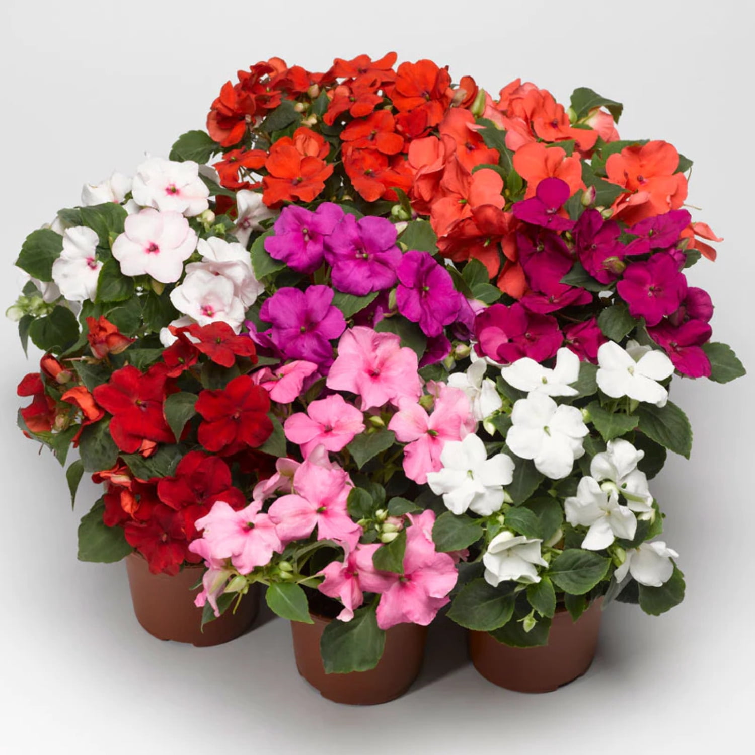 Harris Seeds - Impatiens Accent Premium Mix F1 Seeds For Planting - 250