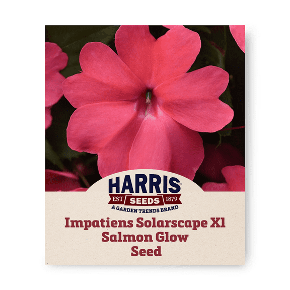 Harris Seeds - Impatiens Seeds - F1 Solarscape Xl Salmon Glow - 100 Seeds