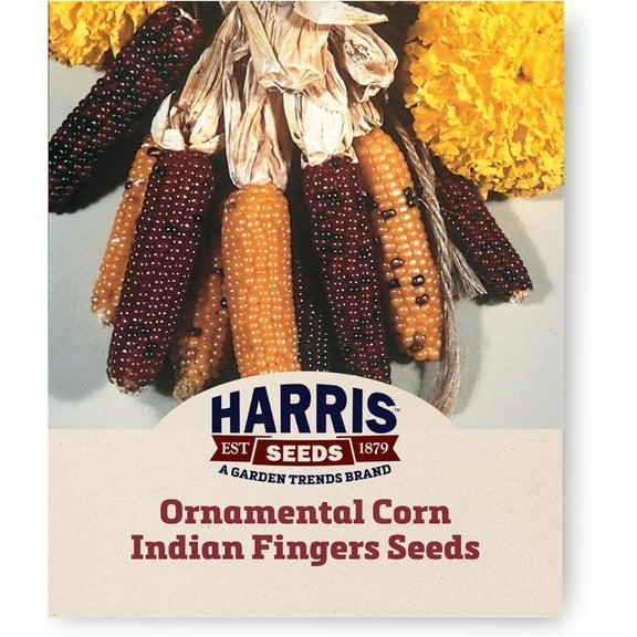 Harris Seeds - Indian Fingers Ornamental Corn Seeds - Treated, Non-GMO - 100 Seeds