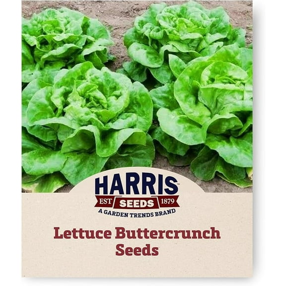 Harris Seeds - Lettuce Seeds Buttercrunch Variety Tender Leaves - 250 Seeds