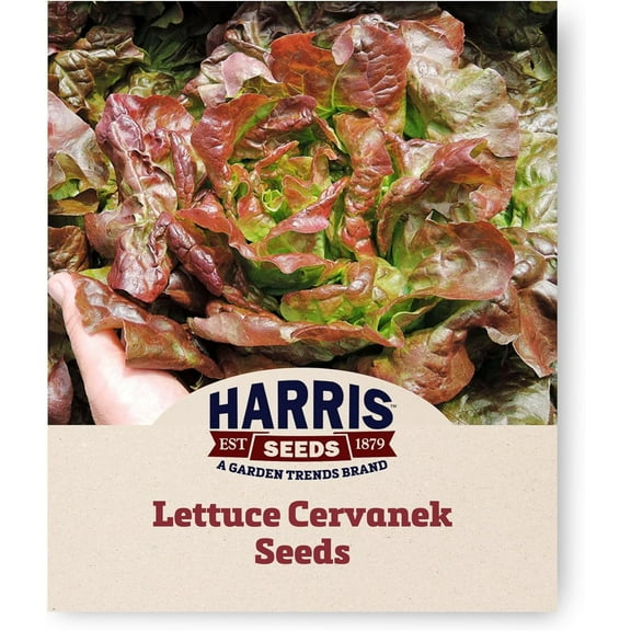 Harris Seeds - Lettuce Seeds Cervanek Variety Blistered Leaves - 250 Seeds