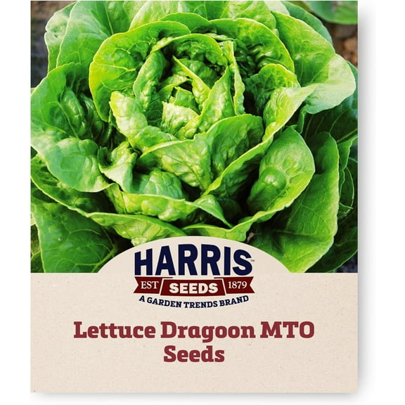 Harris Seeds - Lettuce Seeds Dragoon MTO Organic Compact Heads - 250 Pelleted Seeds
