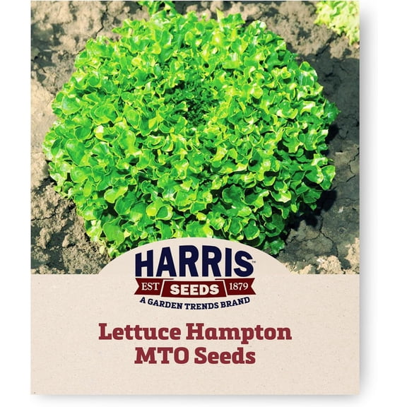 Harris Seeds - Lettuce Seeds Hampton MTO Organic Green Oakleaf - 250 Seeds