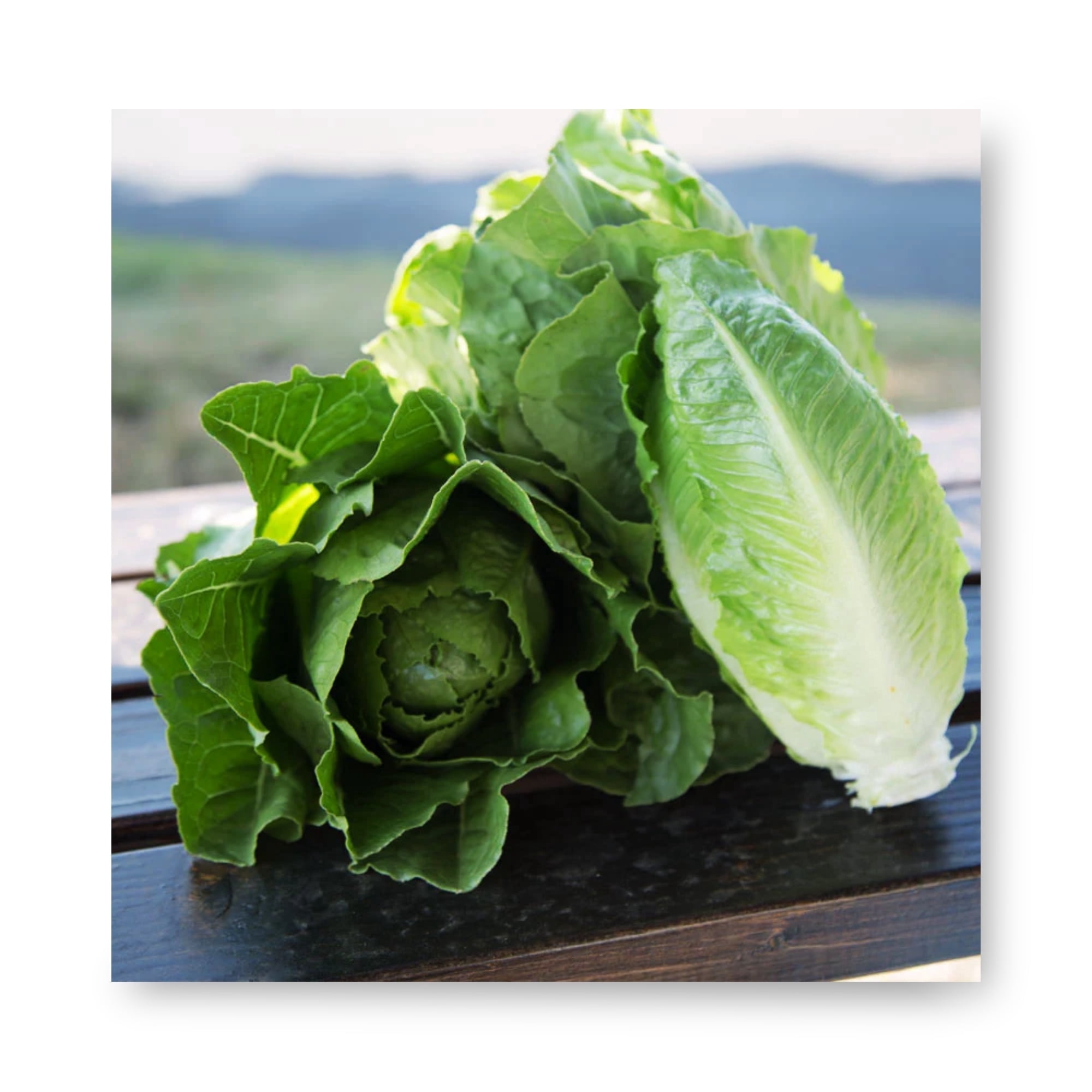 Harris Seeds Jara MTO Romaine Lettuce