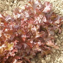 Harris Seeds - Lettuce Seeds Red Salad Bowl Variety Burgundy-Red Leaves - 250 Seeds