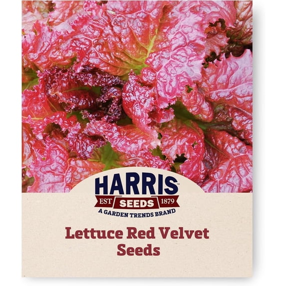 Harris Seeds Lettuce Red Velvet, Organic Leaf Lettuce Variety, 10,000 Count
