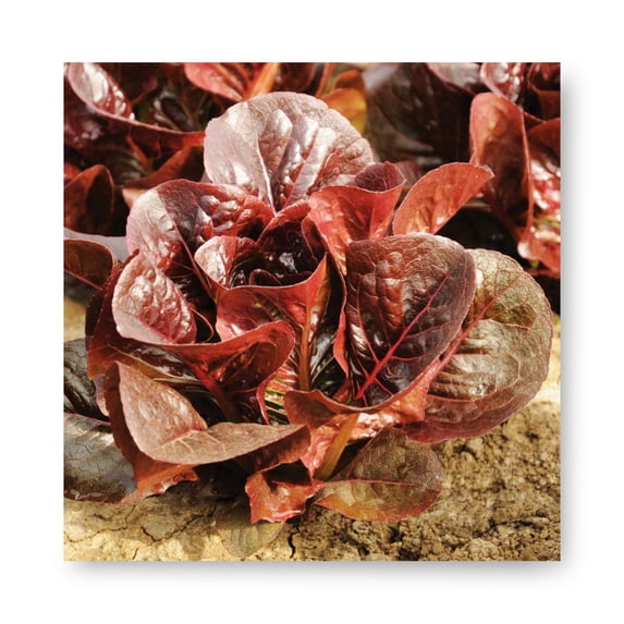Harris Seeds Truchas Organic Romaine Lettuce, Red Little Gem Type, 1,000 Count