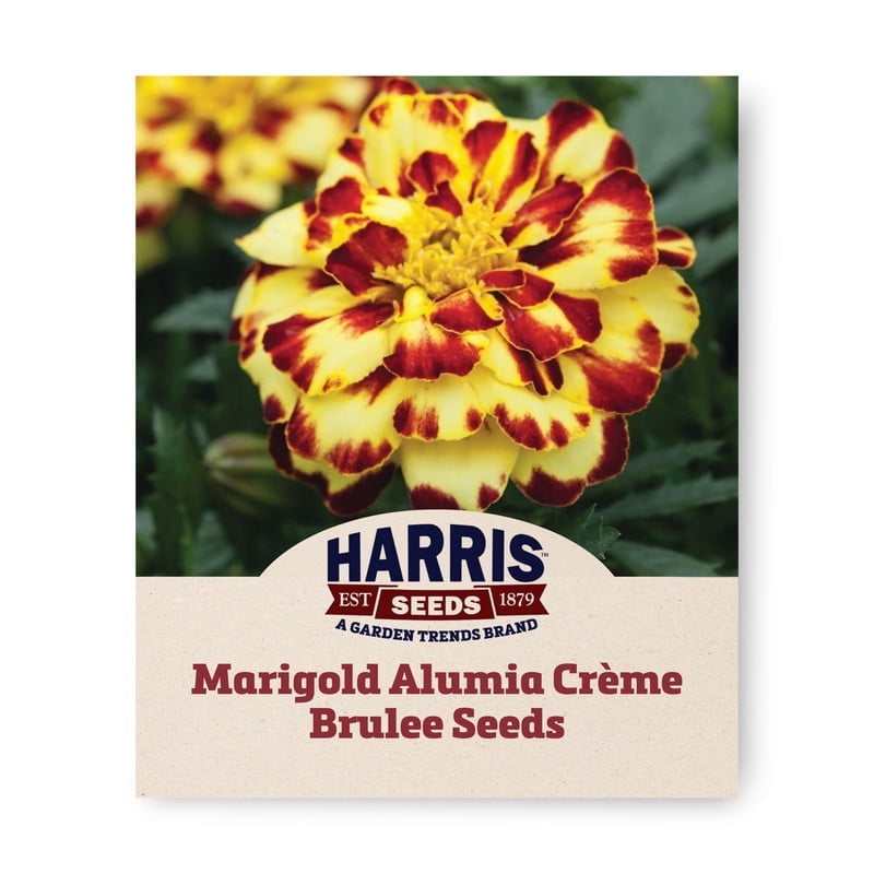 Marigold Seeds & Flower Seeds - Buy Online or In-Store - Walmart.com