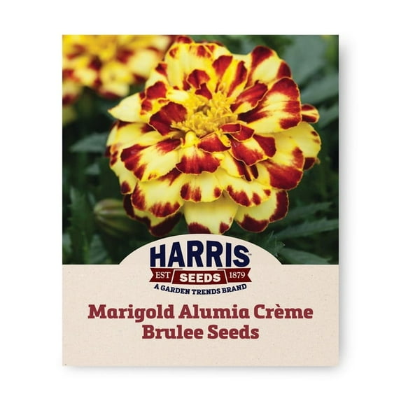 Harris Seeds - Marigold Alumia Crème Brulee Seeds - Large Flattened Flowers - 500 Seeds