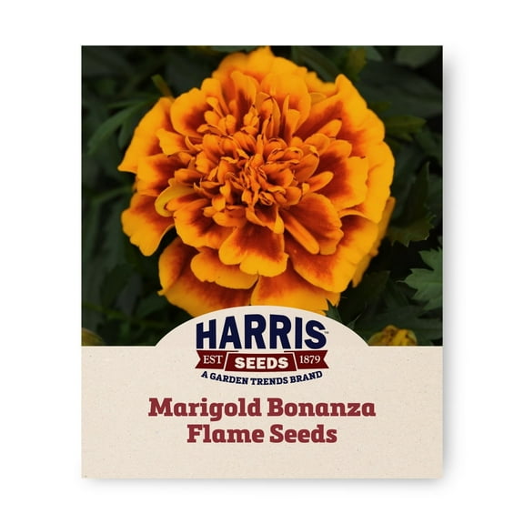 Harris Seeds - Marigold Bonanza Flame Seeds - Mahogany with Orange Border - 500 Seeds