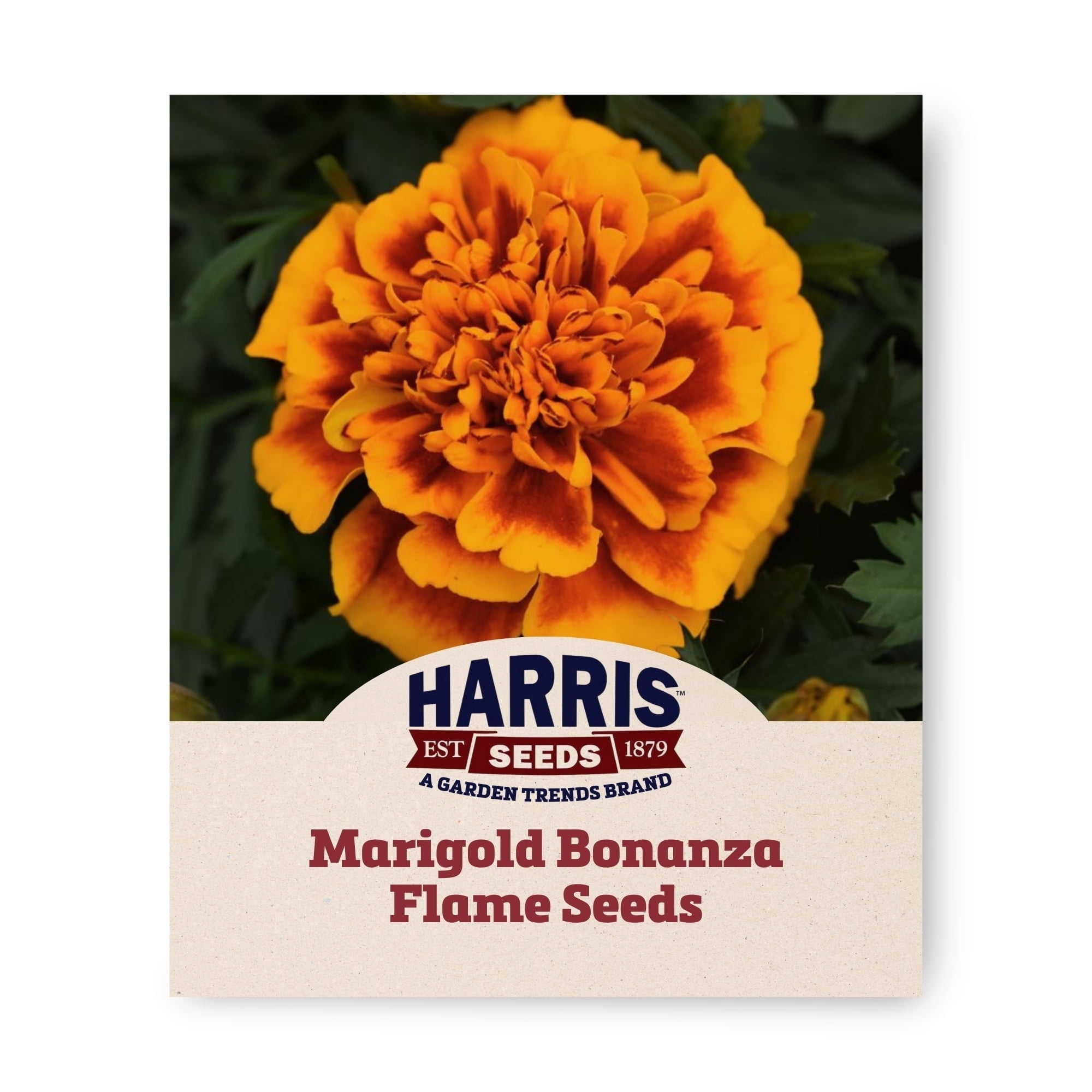 Harris Seeds Marigold Bonanza Flame Seed - Thumbnail 3