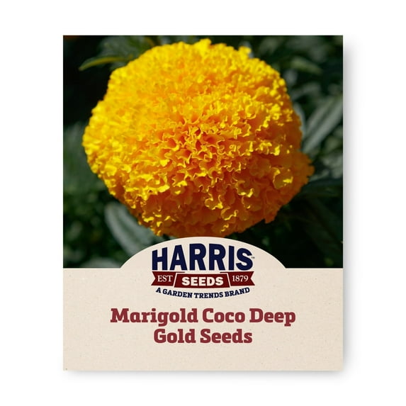 Harris Seeds - Marigold Coco Deep Gold Seeds - Big Bold Blooms - 250 Seeds