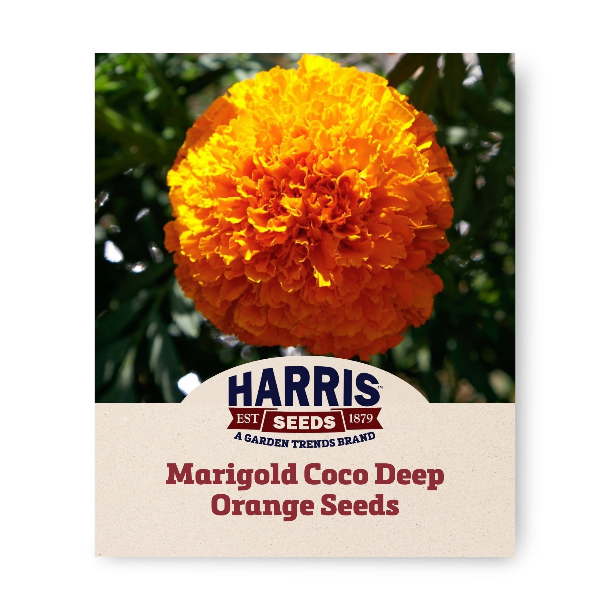 Harris Seeds - Marigold Coco Deep Orange Seeds - Deep Orange Blooms - 250 Seeds