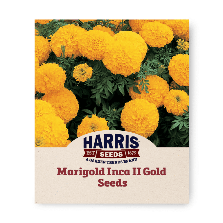 Harris Seeds - Marigold Inca II Gold - F1 Variety - Non-GMO 250 Seeds -  Walmart.com