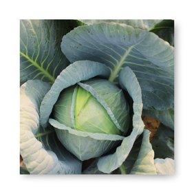 Harris Seeds Mascotte Green Bean, Stringless Pods, Compact Plants, Non-GMO, 1,000 Count