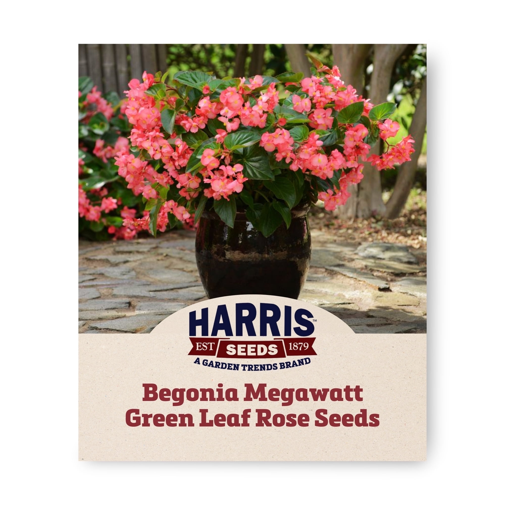 Harris Seeds Megawatt Green Leaf Rose 100 Flower Seeds, Annual
