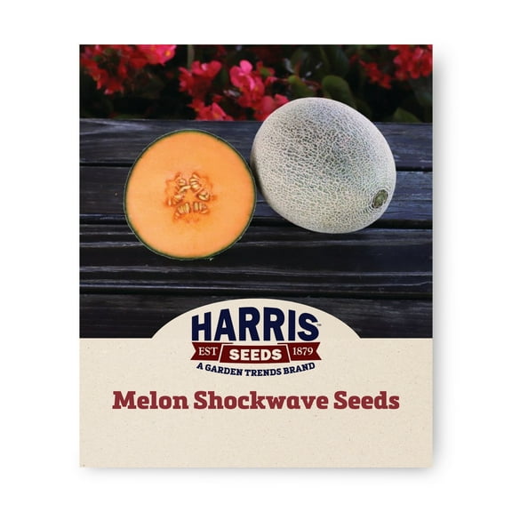 Harris Seeds - Melon Shockwave F1 Seeds - Treated - Sweet Orange Flesh - 250 Seeds