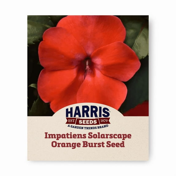 Harris Seeds - Non-GMO F1 Solarscape Orange Burst Impatiens Seed - 25 Seeds