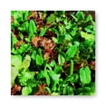 thumbnail image 1 of Harris Seeds Organic Heirloom Lettuce Cutting Blend, Baby Leaf and Full Size Greens Mix, 10,000 Count, 1 of 7