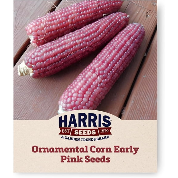 Harris Seeds - Ornamental Corn Early Pink Popcorn Variety Mauve Pink Kernels - 0.5 Lbs.
