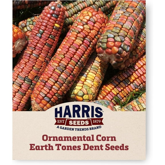 Harris Seeds Ornamental Corn Earth Tones Dent Non-GMO - 100 Seeds