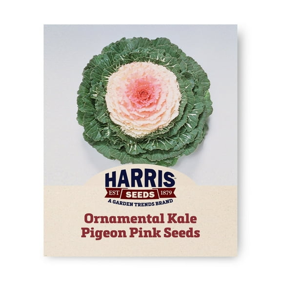 Harris Seeds - Ornamental Kale Pigeon Pale Pink Center Green Outer Leaves F1 - 50 Seeds