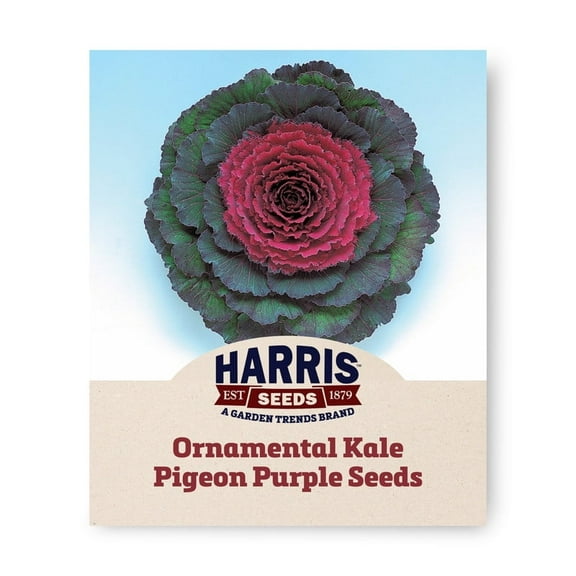 Harris Seeds - Ornamental Kale Seeds - Pigeon Purple F1 - Non-Gmo - 50 Seeds