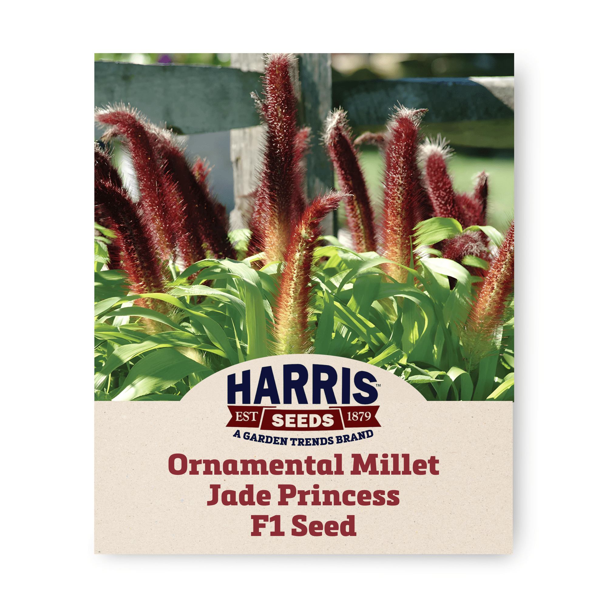 Harris Seeds Ornamental Millet Jade Princess Seeds for Planting 100