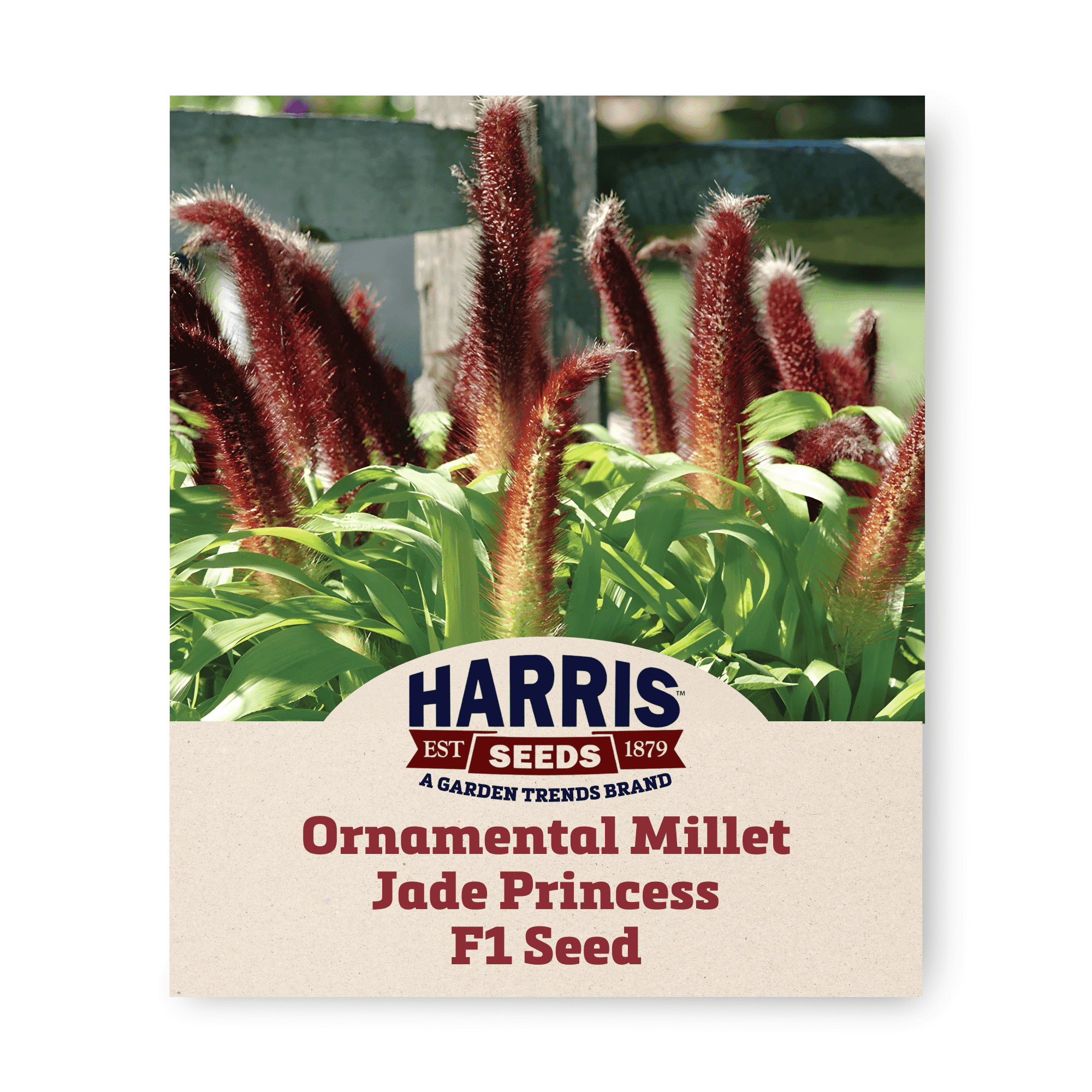 Harris Seeds - Ornamental Millet Jade Princess F1 Seeds - 100 Seeds