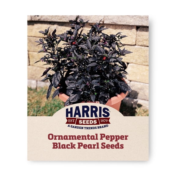 Harris Seeds Ornamental Pepper Black Pearl Plant Seeds