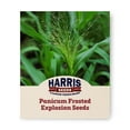 thumbnail image 1 of Harris Seeds - Panicum Frosted Explosion Seeds - Green Plumes - 100 Seeds, 1 of 5