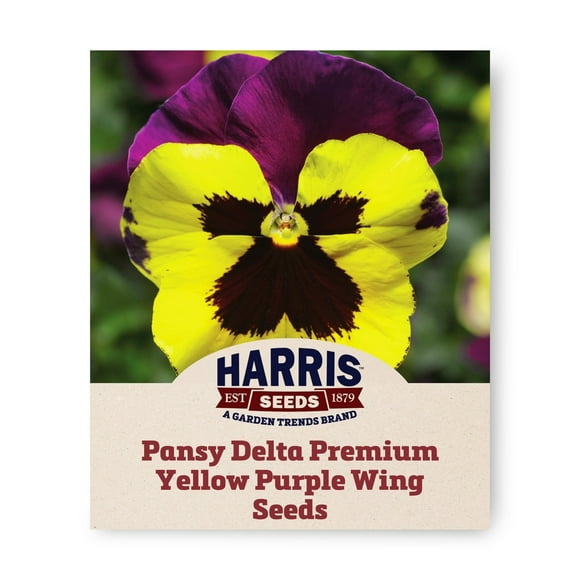Harris Seeds - Pansy Delta Premium Yellow Purple Wing F1 Flower Seeds - 500 Seeds