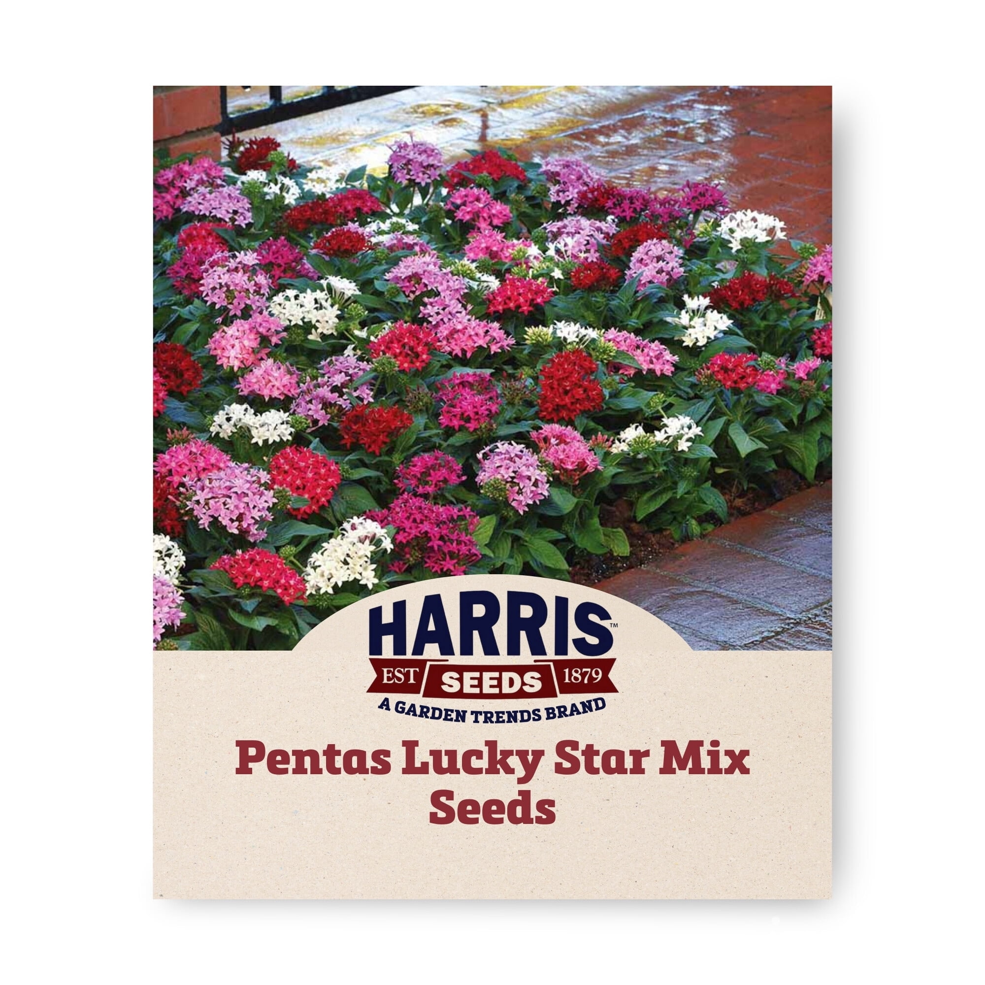 Harris Seeds Pentas Lucky Star Mix F1, Compact Vibrant Blooms,  Pollinator-Attracting Flowers - Walmart.com