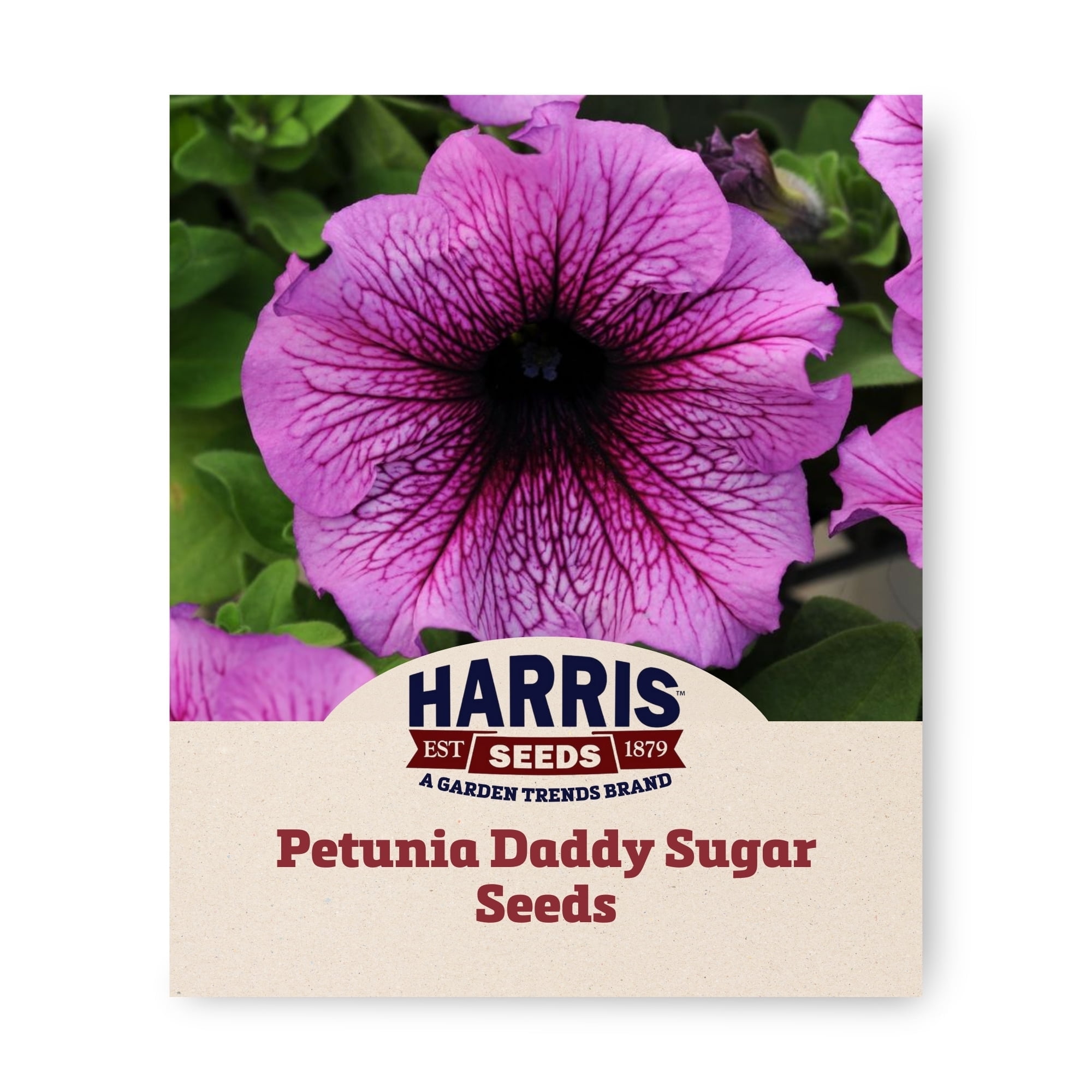 Harris Seeds - Petunia Daddy Sugar F1 Flower Seeds - 500 Seeds